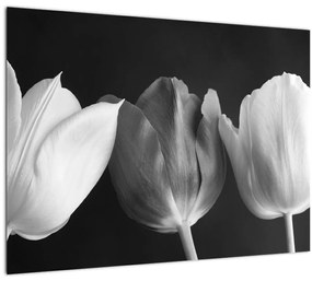 Kép - fekete-fehér tulipán virág (üvegen) (70x50 cm)
