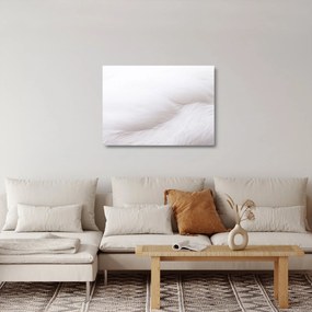 Üveg kép - Fehér toll (70x50 cm)