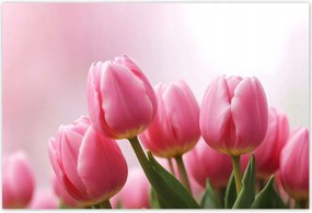 Fotótapéták 104x70 Rózsaszín tulipánok