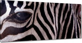 Festmények 180x90 Makro fotó zebra