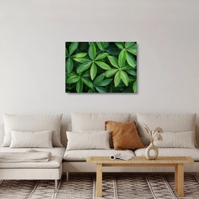 Üveg kép - Levelek harmatcseppekkel (70x50 cm)