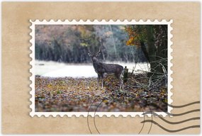 Poszter 60x40 Szarvas az erdőben Erdő