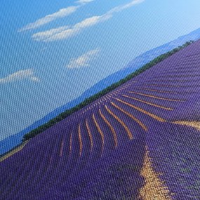 Kép - Levendula mező (70x50 cm)