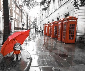 Poszter 60x50cm Kutya esernyővel a londoni utcán, Assaf Frank