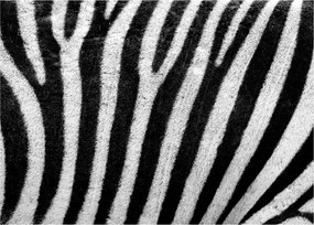 Kép egy zebra bőrről (70x50 cm)