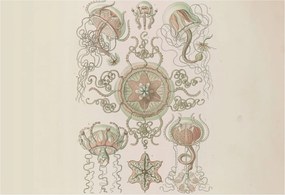 Fotótapéta Flizelin Tapéta Hálószoba és Nappali Víz alatti világ 152x104