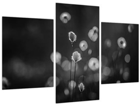 Kép - Pamutfű a réten (90x60 cm)