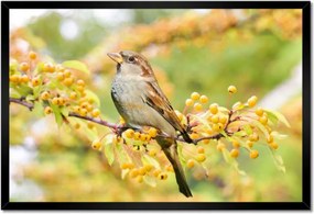 Poszterek keretben 60x40 Madarak