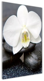 Akrilkép Orchidea és kövek oav-143014442