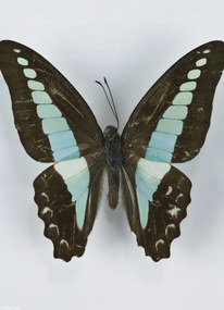 Poszter 20,5x28,4cm Pillangó fehér alapon 8, Assaf Frank