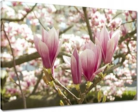 Vászonkép 70x50 Magnólia