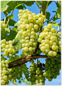 Poszterek 50x70 Zöld szőlő