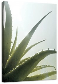 Kaktusz, vászonkép, 50x70 cm méretben