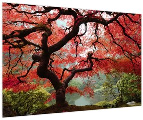 Red Japanese Maple, Portland, Oregon képe (90x60 cm)