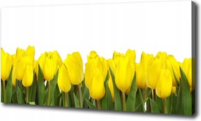 Vászonkép Sárga tulipánok 100x70 cm