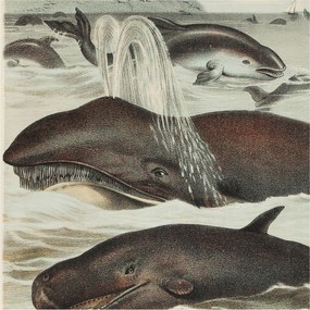 Matt Fotótapéta Flizelin Falra Tengeri lények 250x250 Ragasztó