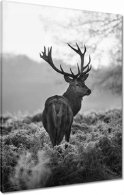 Våszonkép 60x80 Fekete-fehér szarvas