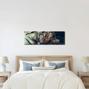 Kép - Szibériai tigris (órával) (90x30 cm)