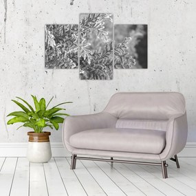 Kép - Lucfenyő erdő (90x60 cm)