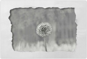 Poszterek 90x60 Pitypang