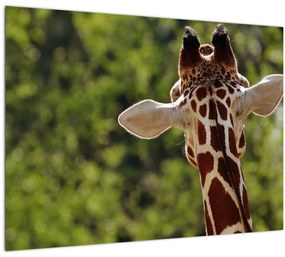 A zsiráf képe hátulról (üvegen) (70x50 cm)