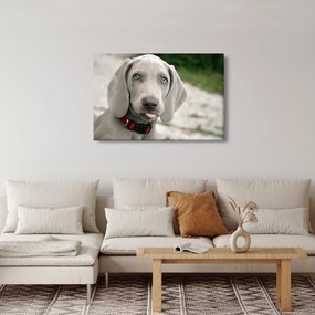 Kép - weimaraner kölyökkutya (90x60 cm)