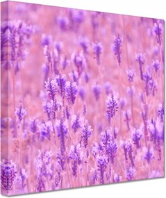 Vászonkép 60x60 Levendula tenger