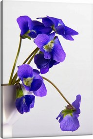 Botanika vászonkép Lila ibolyák 40x60