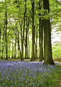 Poszter 29,7x42cm Tavaszi kékek az erdő alját borítják, Assaf Frank