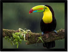 Poszterek keretben 40x30 Madarak