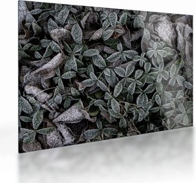 Üveg kép - Fagyasztott növények (70x50 cm)
