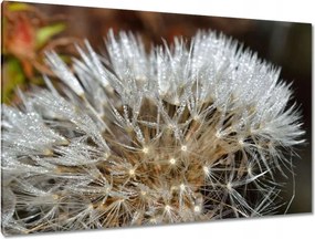 Vászonkép 120x80 Pitypang Virág Virágok