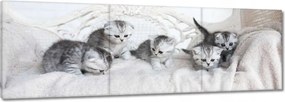 Vászonkép 90x30 Cica Cicák