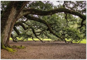 Poszterek 185x125 Szétnyitható tölgy
