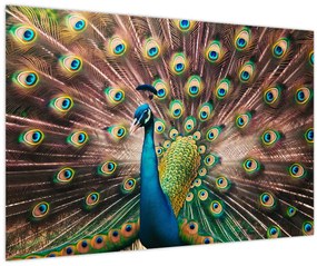 Kép - Páva (90x60 cm)