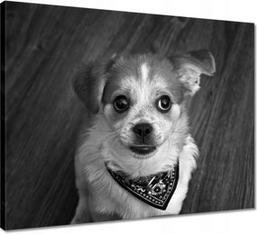 Vászonkép 50x40 Kutya a fejpántban
