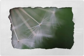 Poszterek 90x60 Pitypang VirĂĄg VirĂĄgok