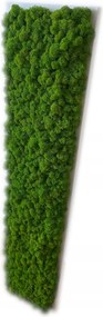 Moha Természetes Moha kép 100 x 20 cm