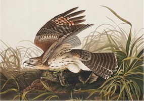 Fotótapéta Flizelin Dekoratív Hálószoba Szárnyas szépség 208x146