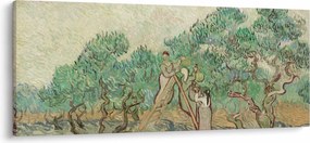 Kép - Vincent van Gogh, The Olive Orchard, reprodukciók (120x50 cm)