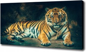 Vászonkép Tigris a barlangban 100x70 cm