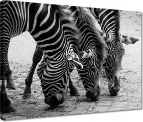 Vászonkép 40x30 Három zebra