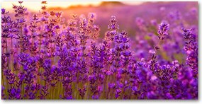 Fotó kép edzett üveg Levendula mező 140x70