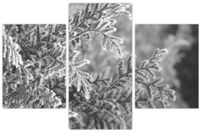 Kép - Lucfenyő erdő (90x60 cm)