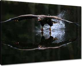 Vászonkép 70x50 Madarak