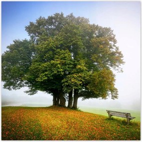 Poszterek 70x70 Tájkép paddal Fa