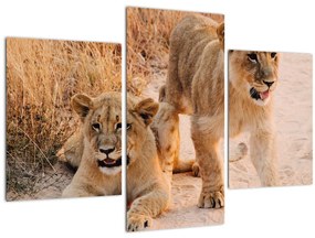 Kép - Kölyök oroszlánok (90x60 cm)