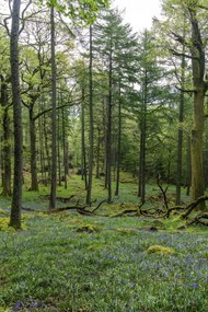 Poszter 30x45cm Fák az erdőben, Assaf Frank