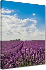 Vászonkép 30x40 Levendulamező Levendula