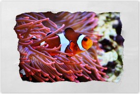 Poszter 60x40 Narancssárga hal Rafa